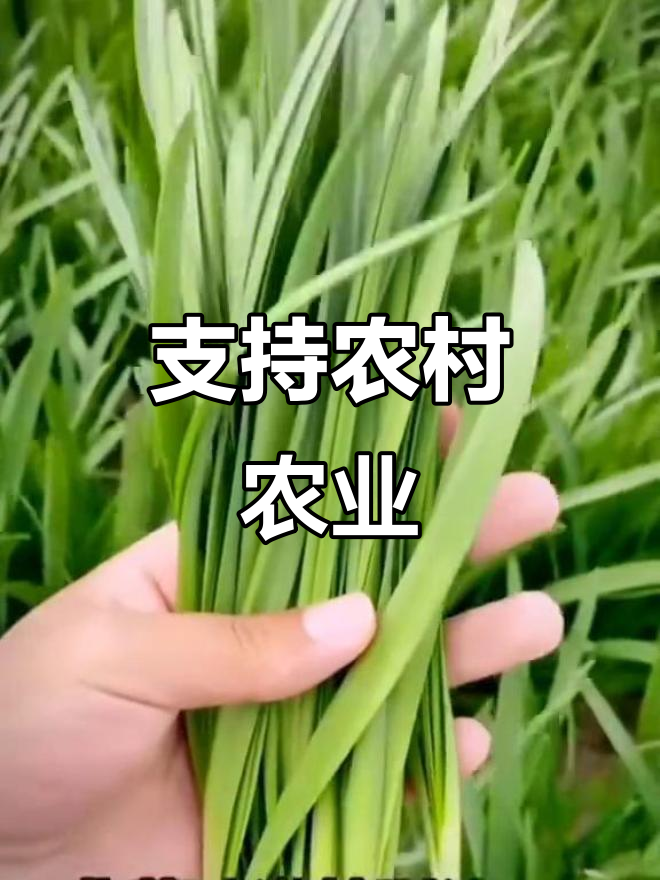 关爱农民,支持三农发展!家庭种植绿色蔬菜,助力乡村振兴