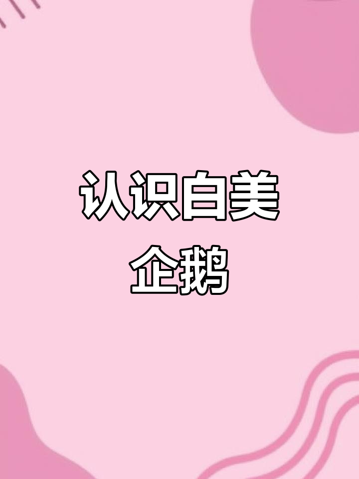 白眉企鹅的南极生活揭秘，游泳冠军来啦！