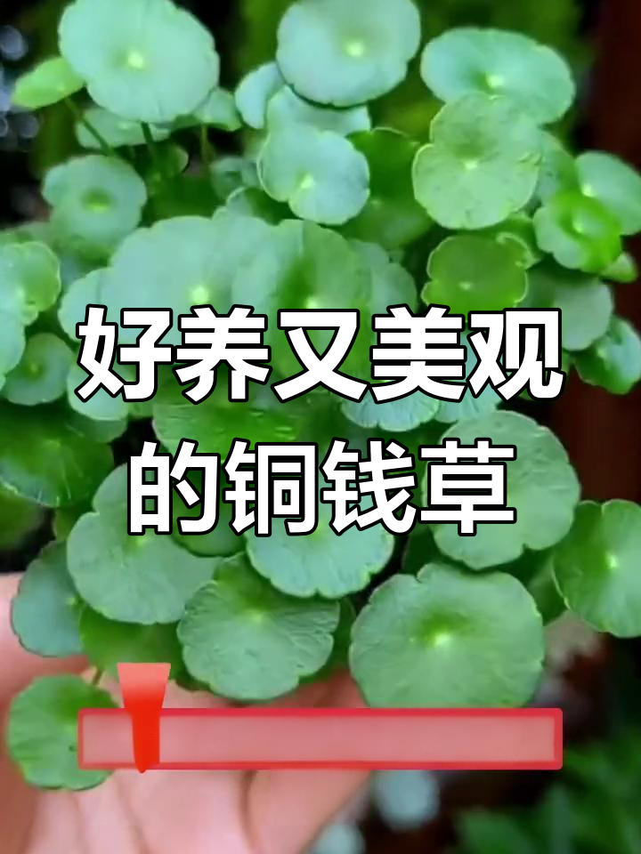 铜钱草养护全攻略:轻松水培,客厅鱼缸都能放