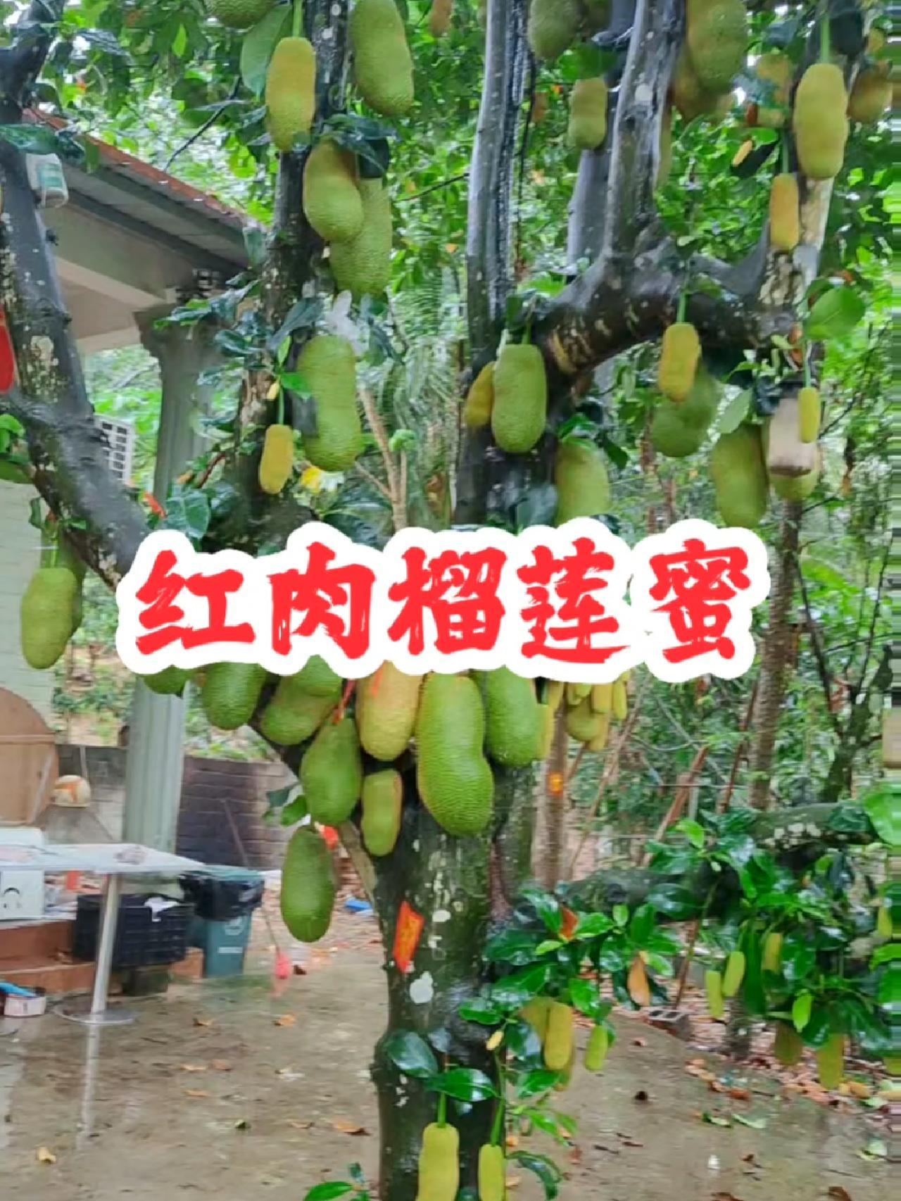 这一棵是红肉的榴莲蜜品种,是从马lx亚引进回来的品种。农业种植 三农 榴莲蜜 优质农产品 