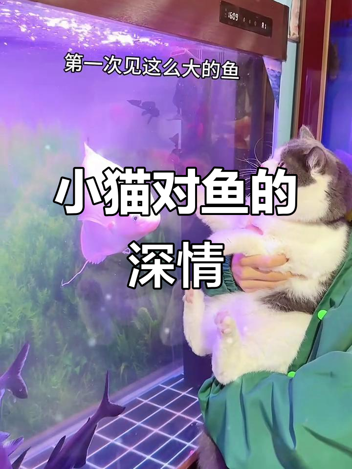 勇闯每天守鱼缸,小鱼去世后它变得忧郁