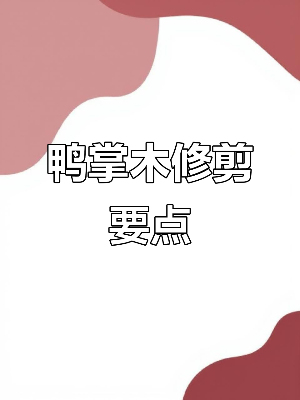 鸭掌木修剪技巧:哪些枝条不能留,何时剪最合适