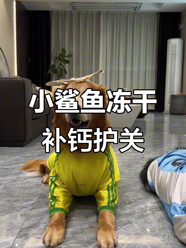 鲨鱼软骨素助力关节健康,猫狗零食新选择
