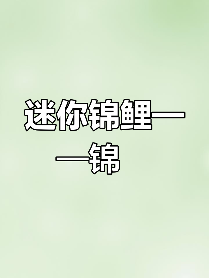 锦鳉品种解析:多彩背纹与光系