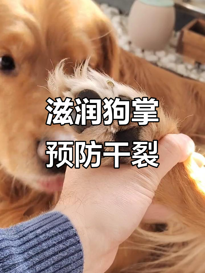 冬季狗狗脚底护理,沙棘果润脚膏有效防止干裂