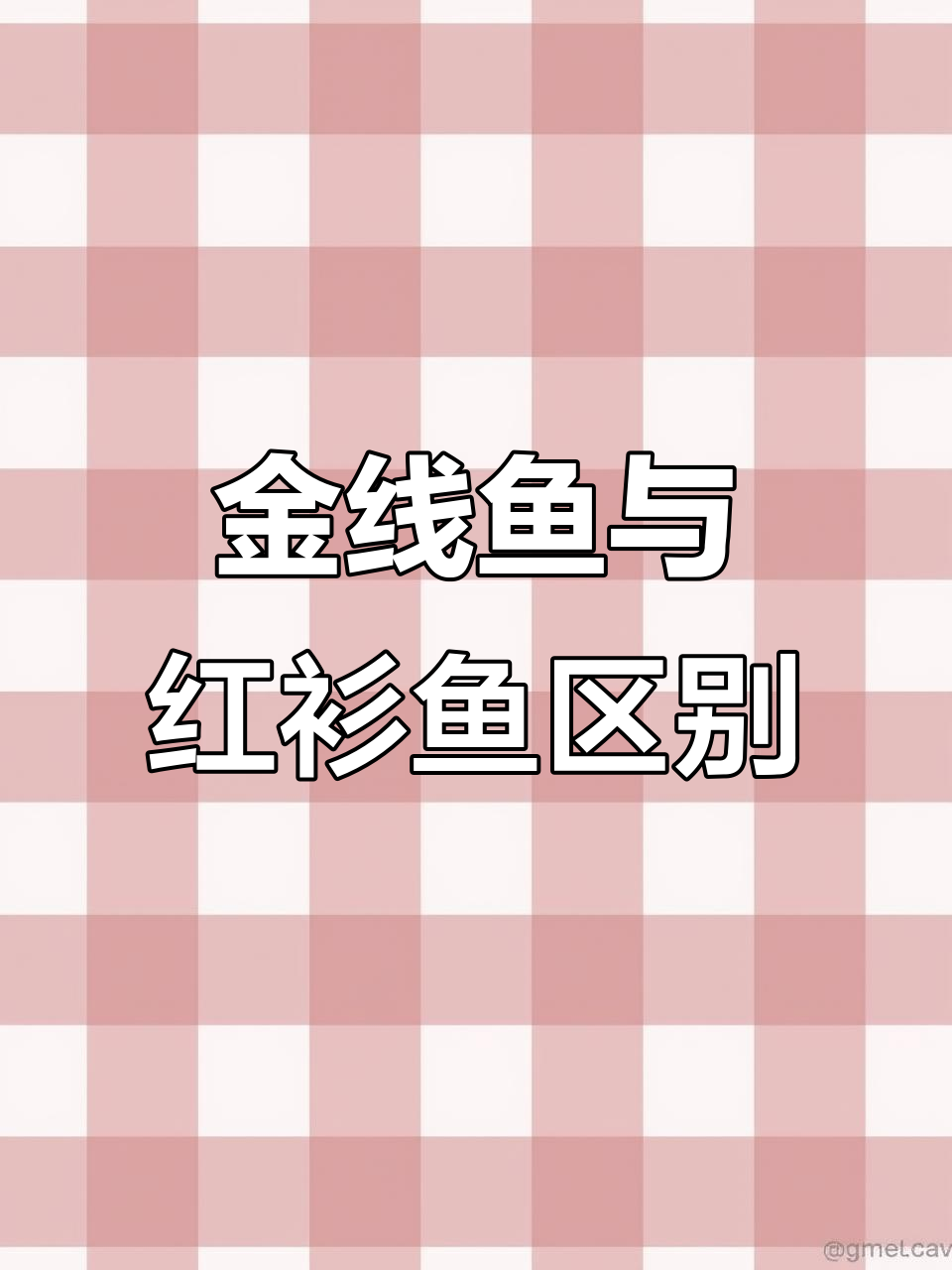 如何区分金线鱼和红杉鱼的独特特征