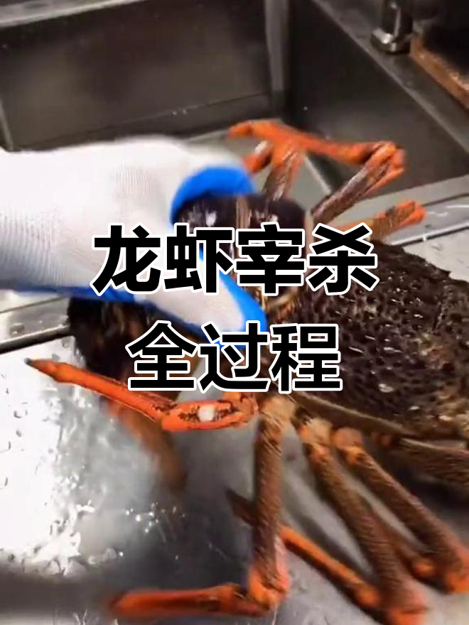 澳洲龙虾宰杀技巧大揭秘