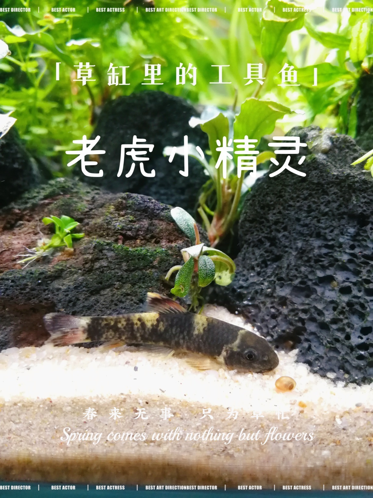 工具鱼老虎小精灵 皮实好动 冬天不需加热棒