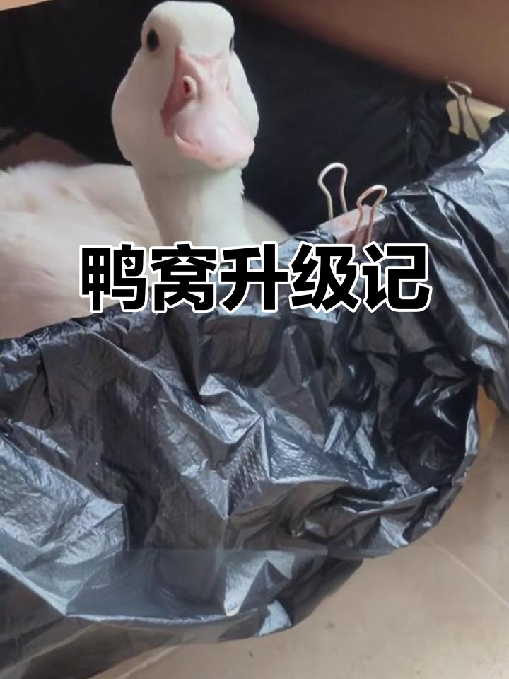 小鸭子迅速长大，纸箱变豪宅，手作新窝更宽敞！