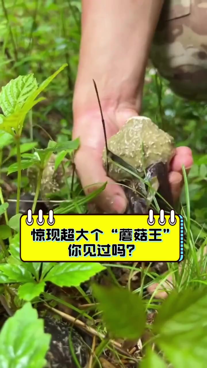 惊现超大个“蘑菇王”,你见过吗?