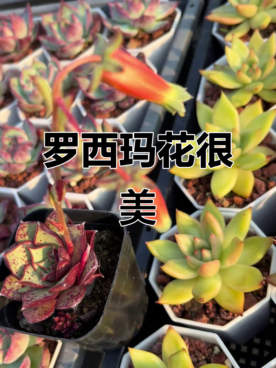 罗西玛的花苞大又美,雨后多肉更健康