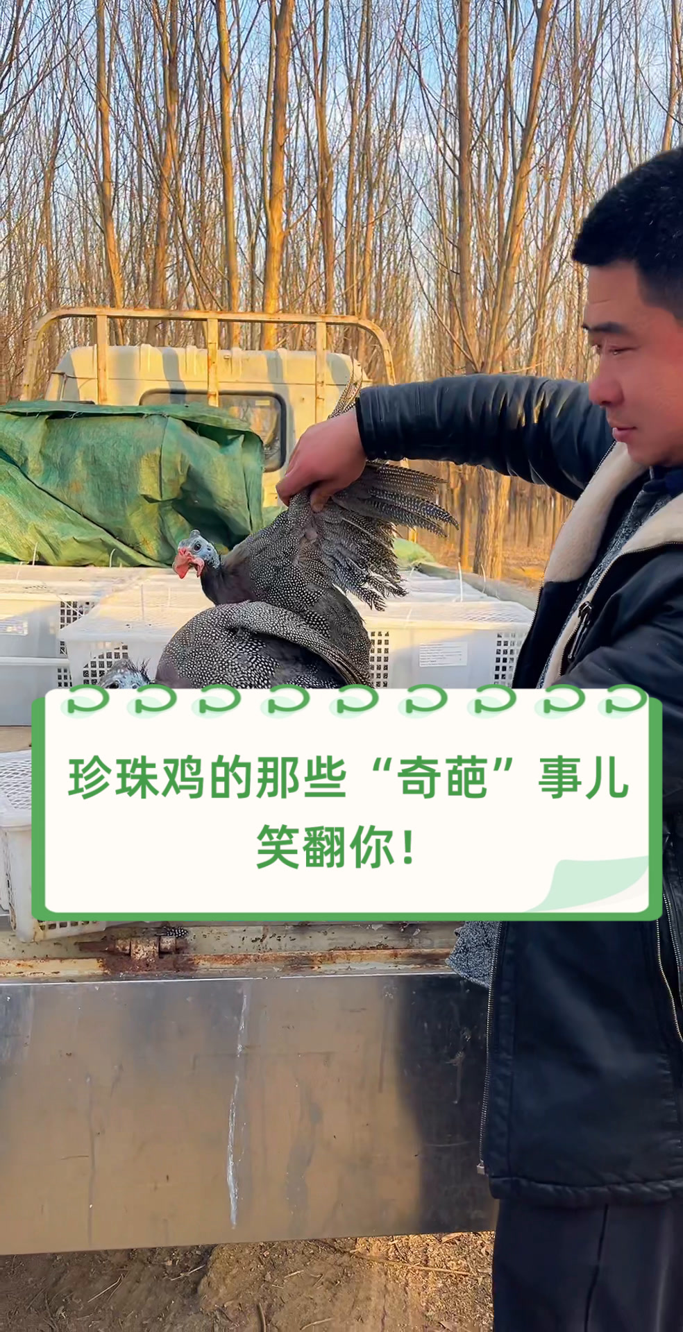 珍珠鸡的那些“奇葩”事儿,笑翻你!