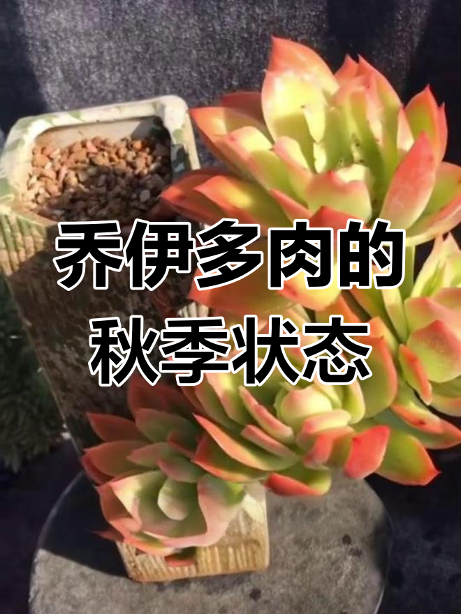 乔伊多肉:秋冬季节的美丽变化