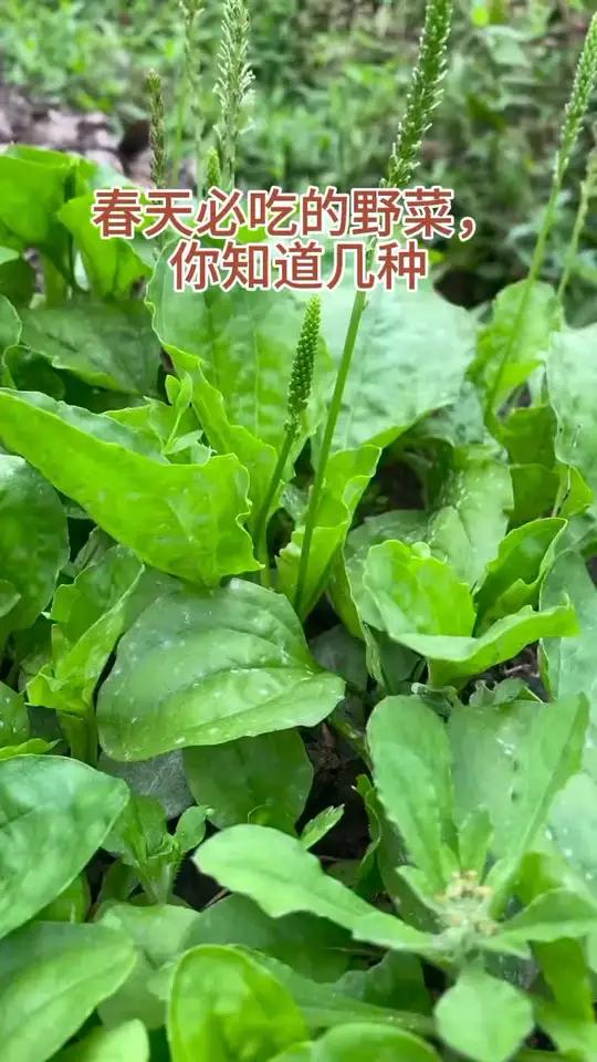 春天必吃的野菜