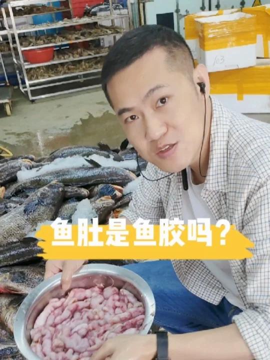 鱼胶就是鱼肚吗?