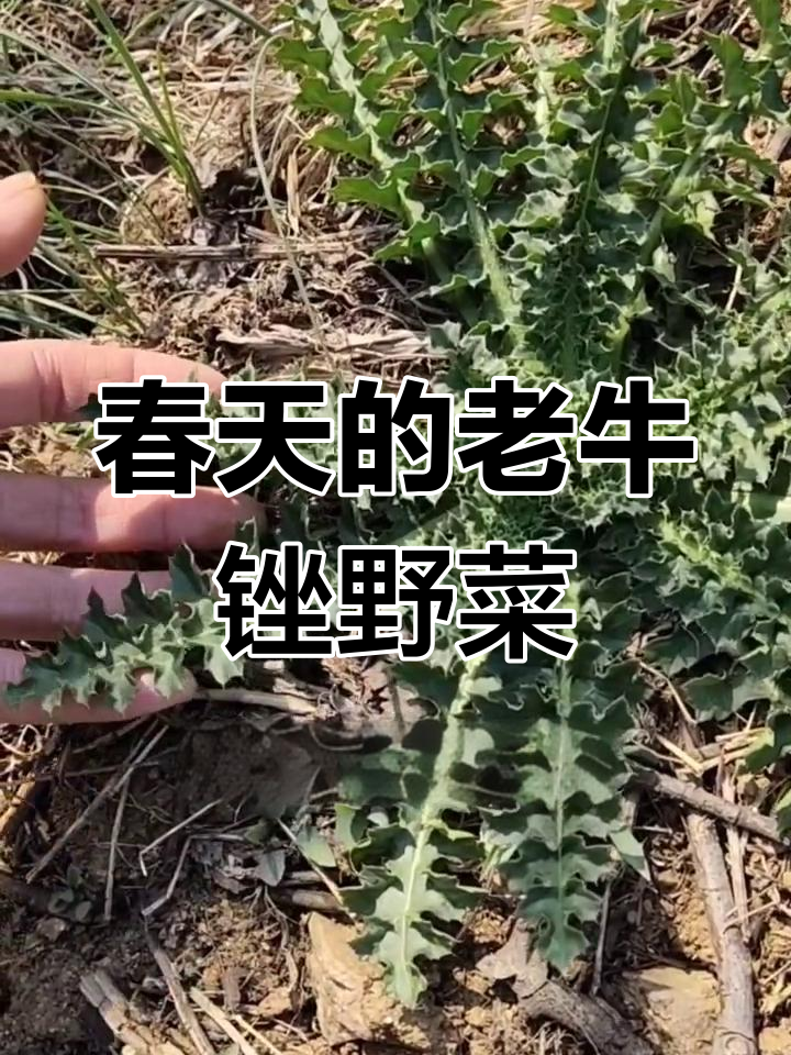 春天挖野菜,老牛锉的独特美味与健康秘密