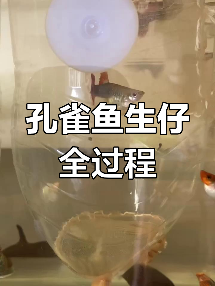 孔雀鱼妈妈快速生产,紧张瞬间大揭秘