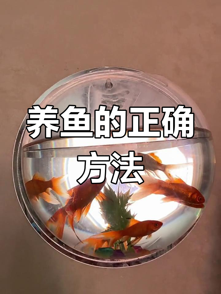 玻璃圆形鱼缸真的会伤鱼吗?