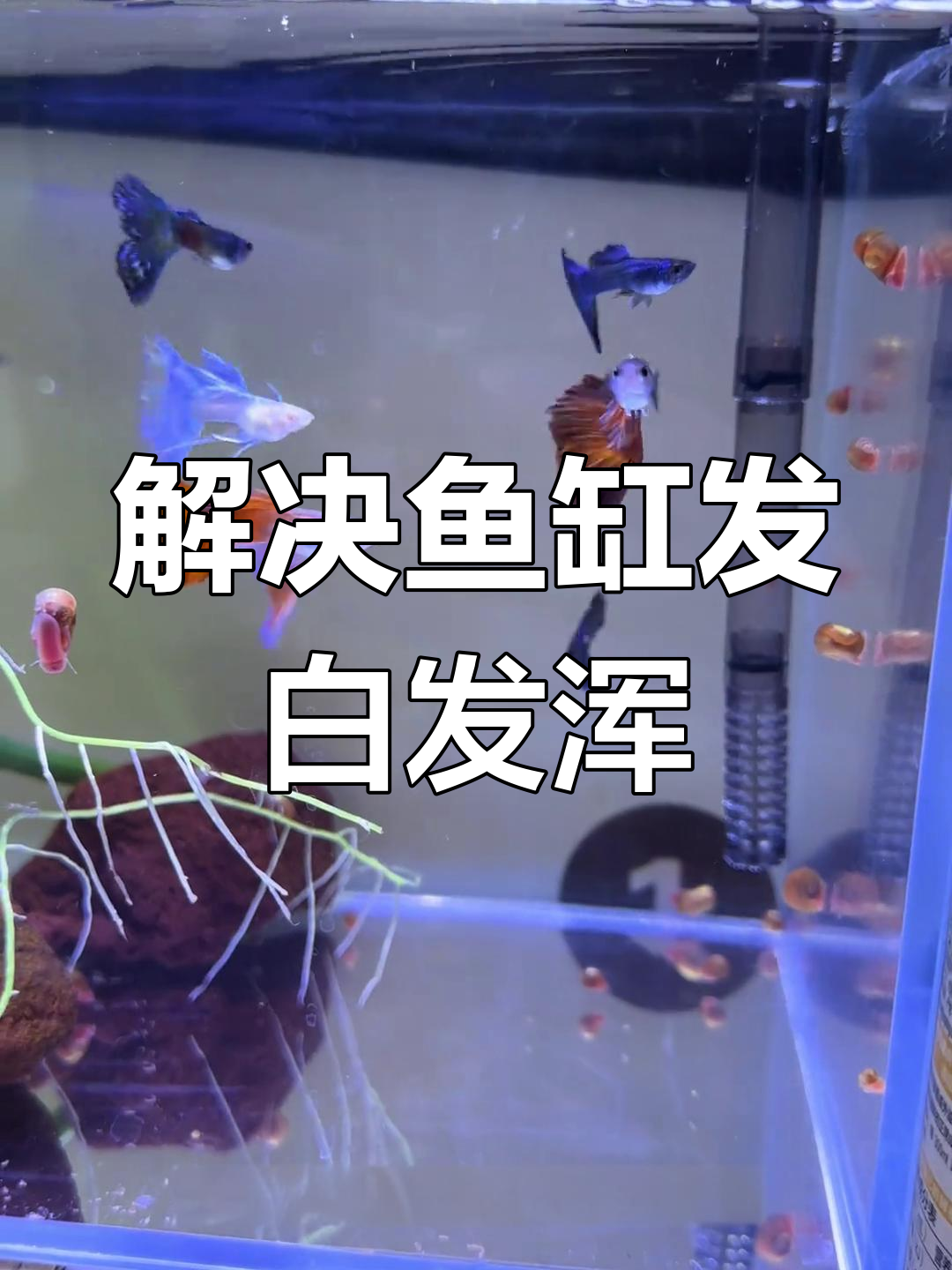 鱼缸水浑浊的原因及解决方法