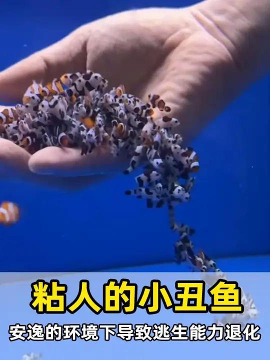 能和剧毒海葵互利共生的小丑鱼 小丑鱼 动物科普 动物世界