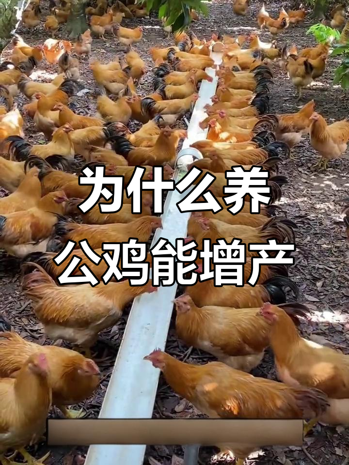 公鸡如何提高母鸡产蛋量?原来有这些作用