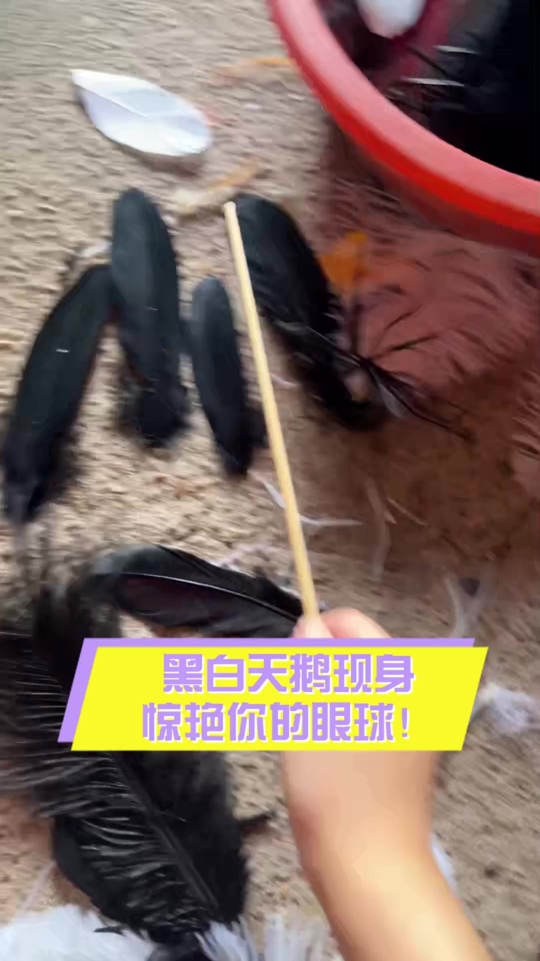 黑白天鹅现身,惊艳你的眼球!