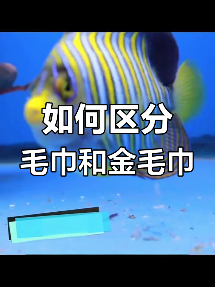 毛巾与金毛巾的区别解析