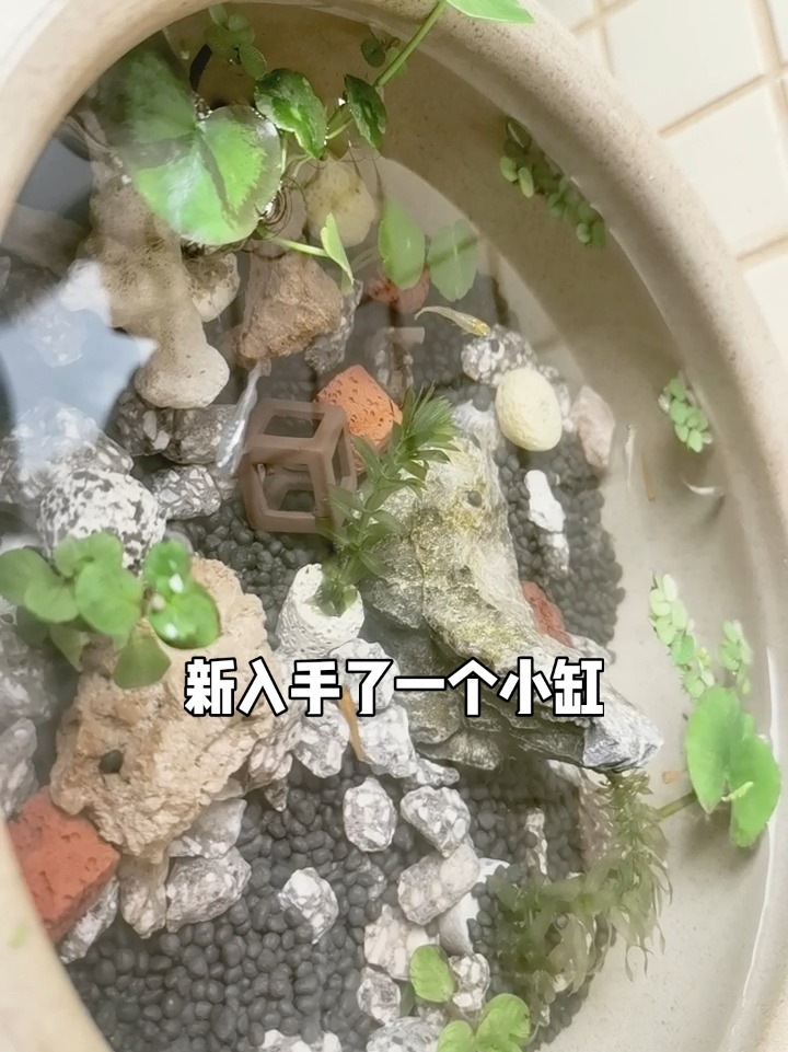 观背青鳉和孔雀鱼到底能混养吗