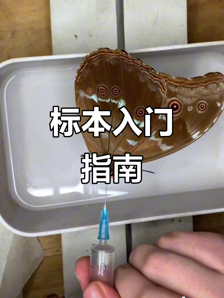 制作蝴蝶标本,先从便宜材料练起,再尝试更昂贵的工具