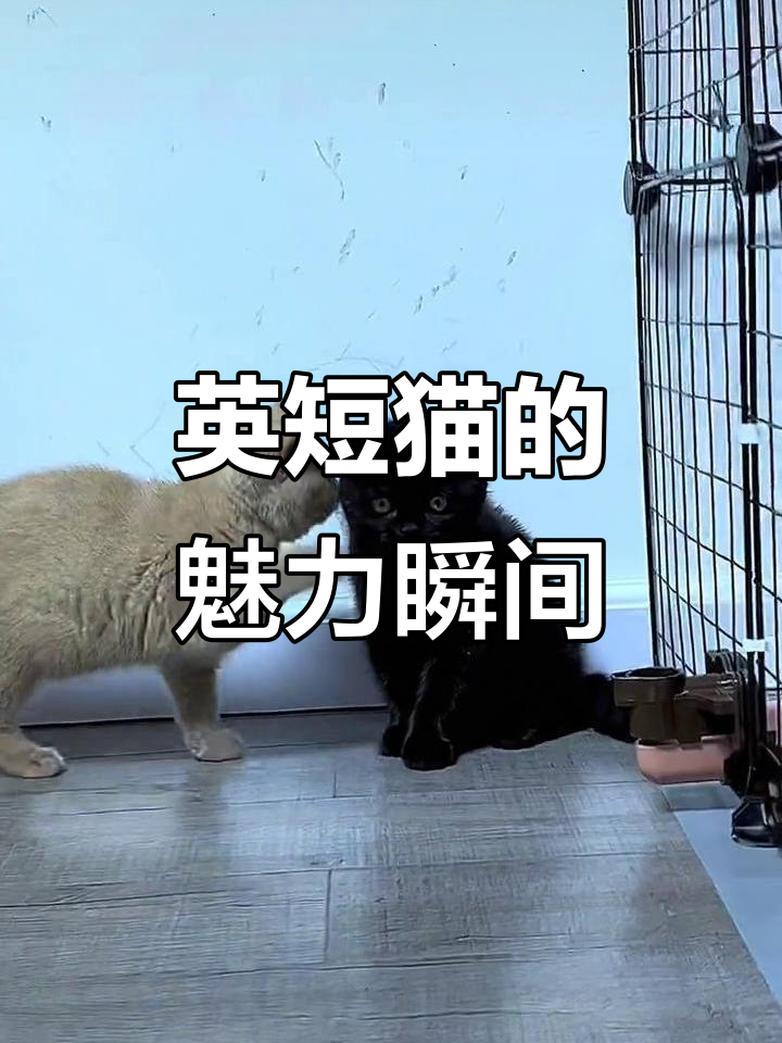 英短猫的可爱日常,黑猫、小鹿色和肉桂色的萌态展示