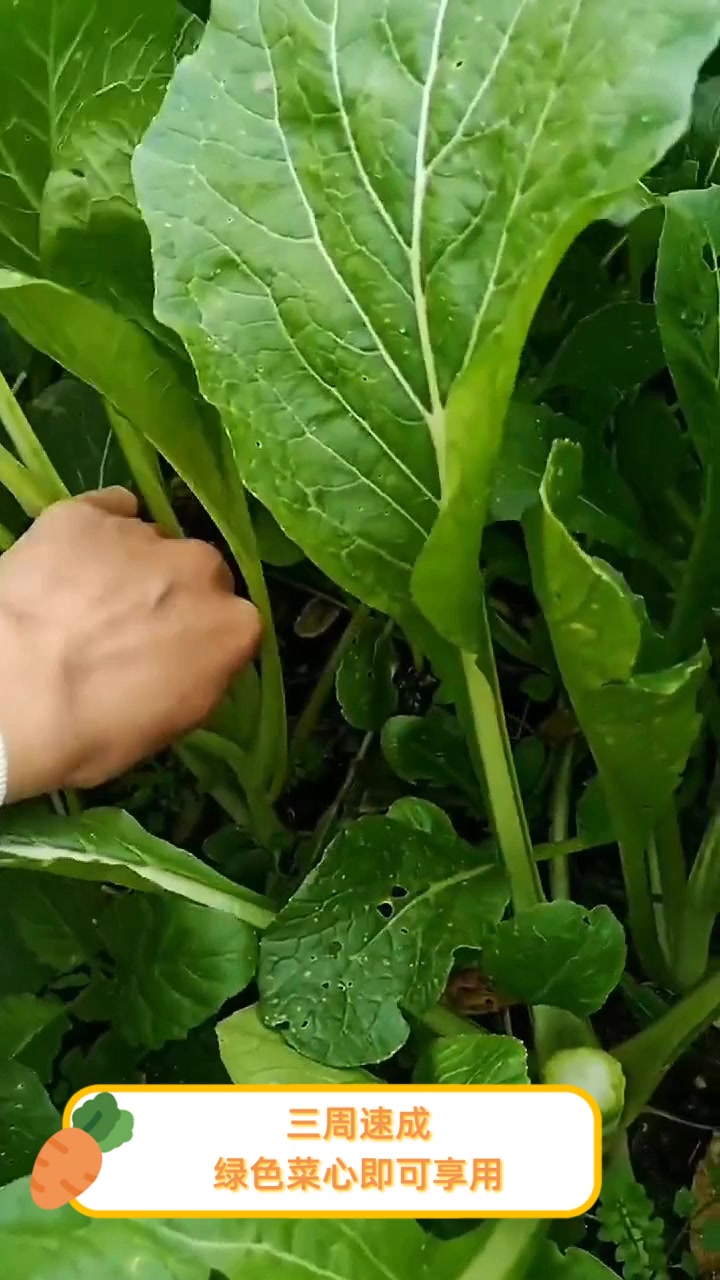 三周速成,绿色菜心即可享用
