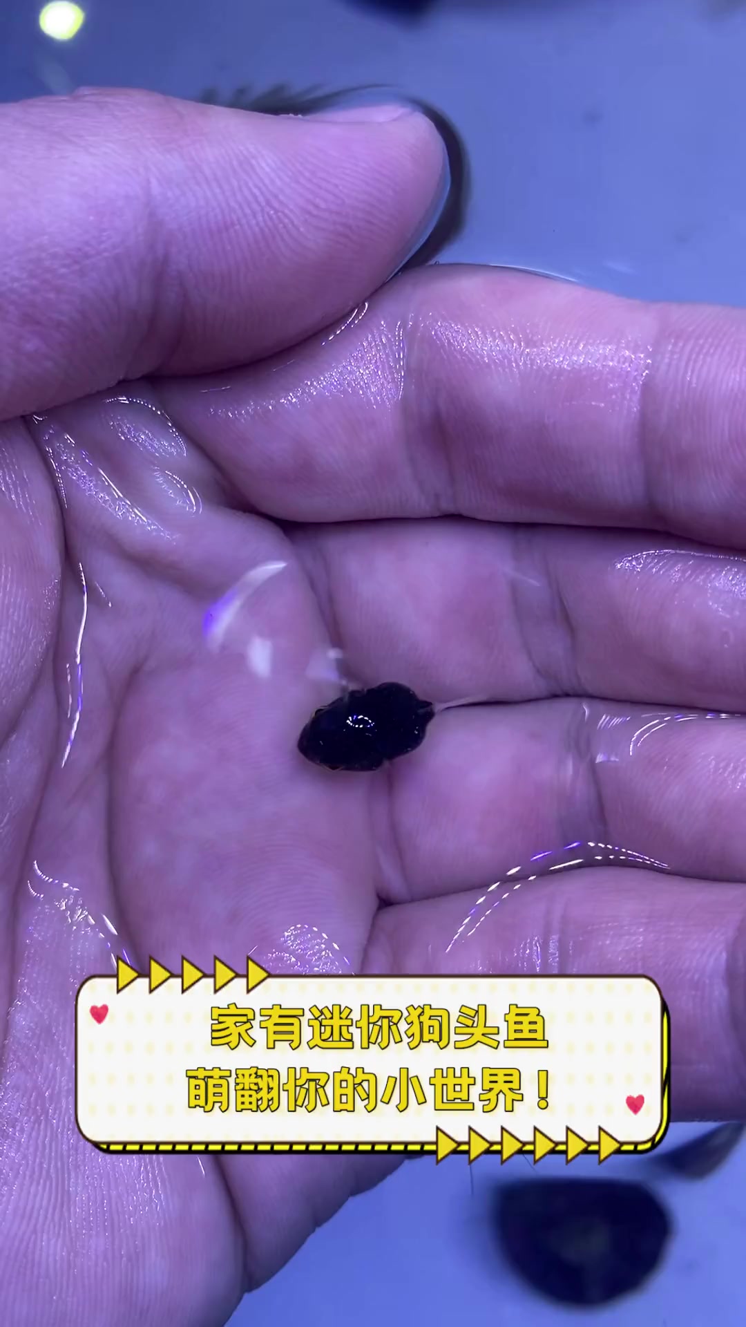 家有迷你狗头鱼,萌翻你的小世界!