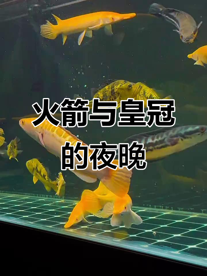 黄化火箭与皇冠混养,夜宵狗杠鱼惊艳亮相!