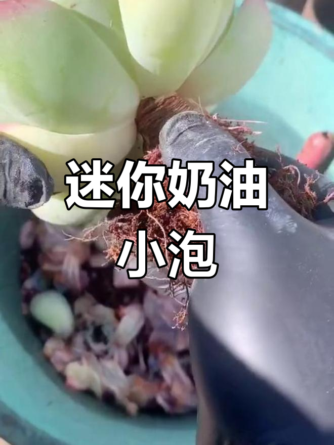 小巧奶油泡芙多肉
