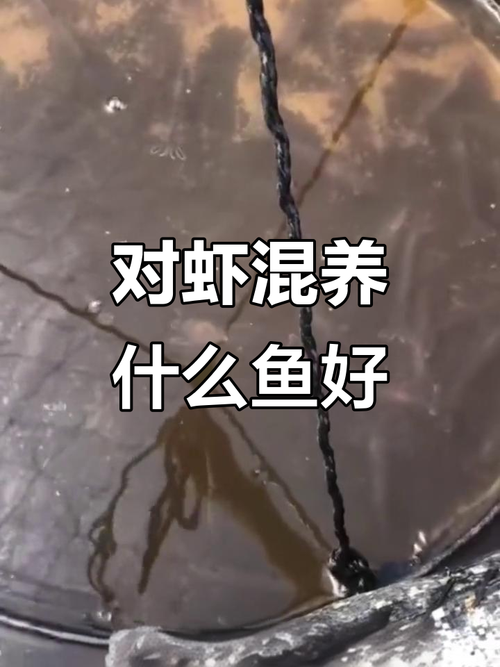 淡水养殖对虾时,哪些鱼类适合套养?花白鲢和鲤鱼的选择技巧
