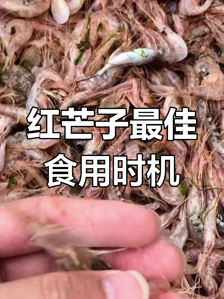 年前年后红芒子口感差异,三四月必试生呛吃法