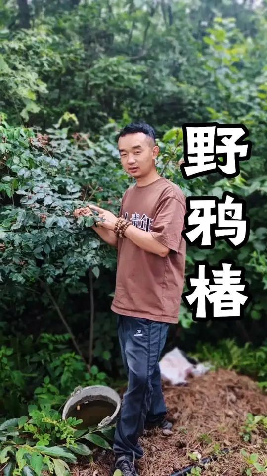 野鸦椿，有的地方叫鸡肾果，鸡眼果，一棵树树 有五种药材，全身都是宝，你们那里叫它啥名字