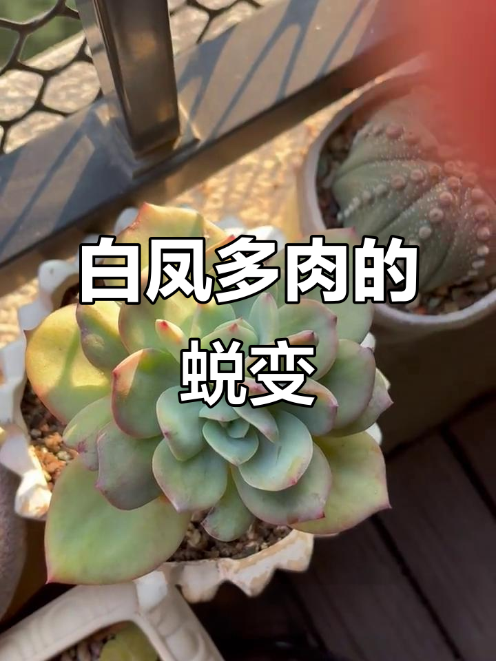 广东露养白凤多肉,从单头变双头的成长故事