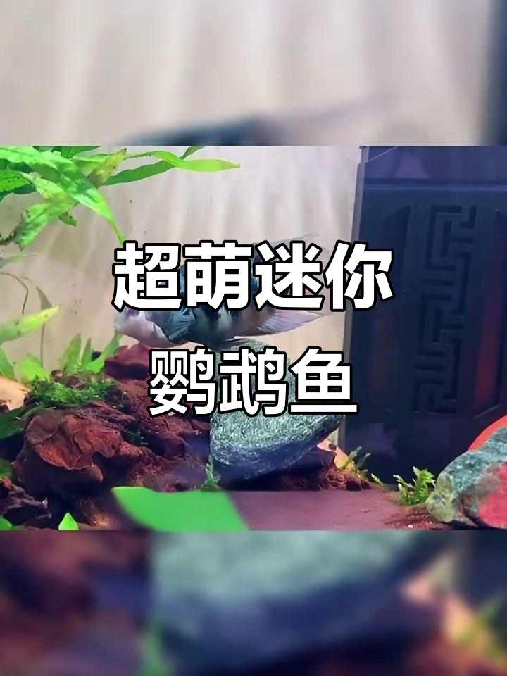 迷你鹦鹉鱼:可爱又耐养,家庭责任感超强