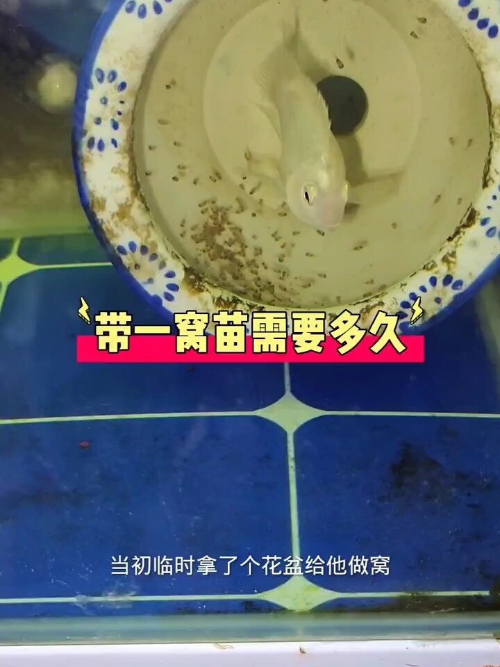 迷你鹦鹉鱼孵化苗子过程