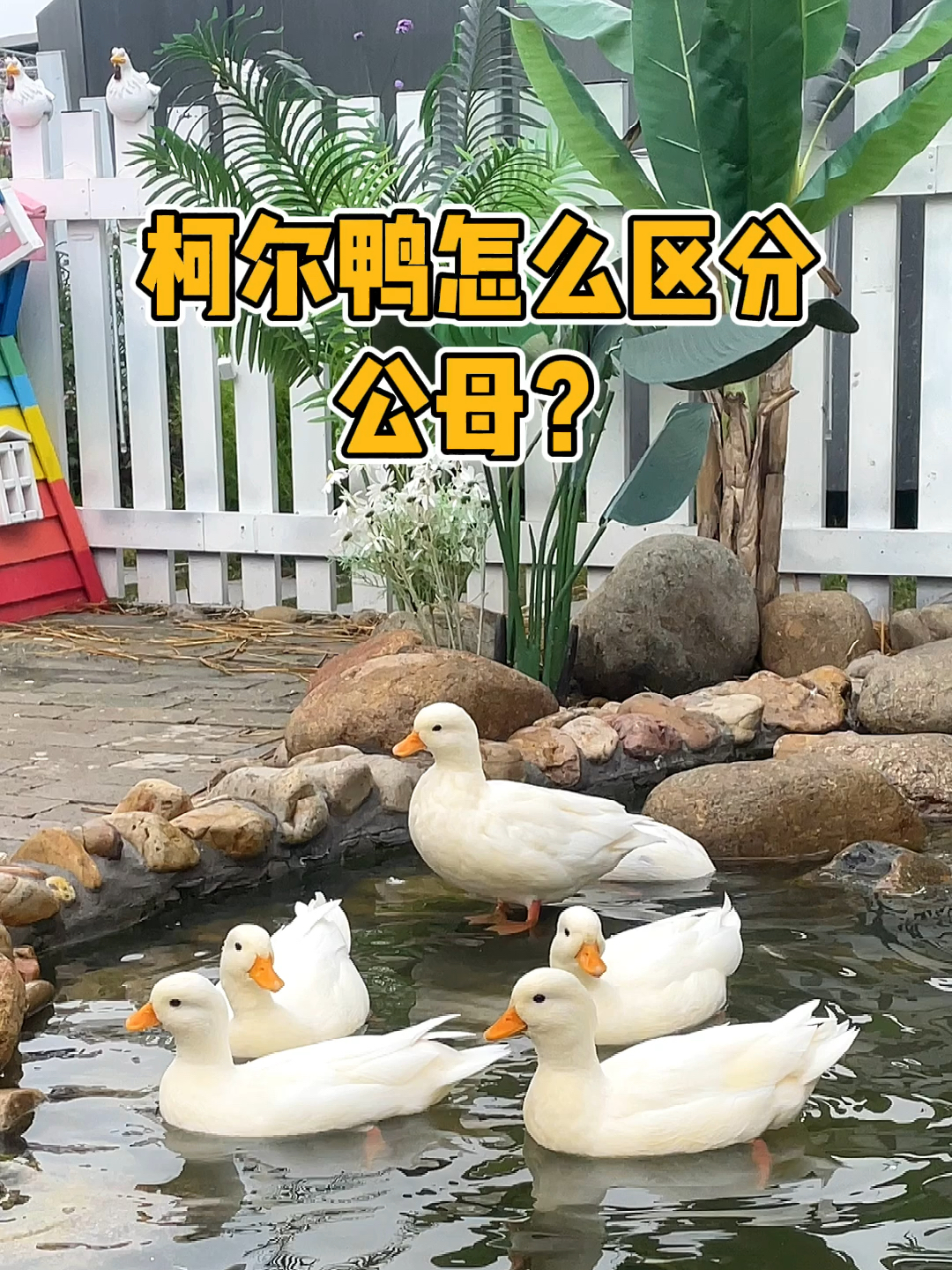 最简单辨认鸭子公母的方法!