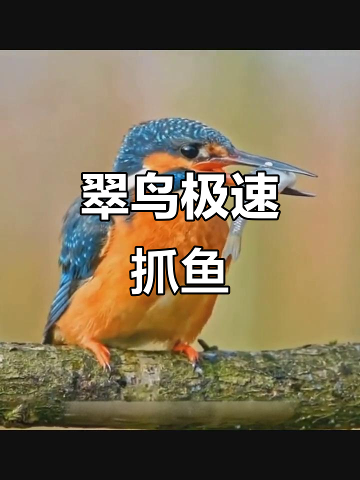 翠鸟捕鱼如闪电,精准快速让人惊叹