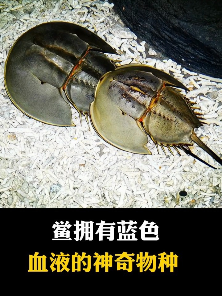 鲎拥有蓝色血液的神奇物种