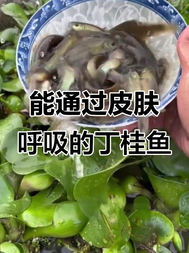丁桂鱼:皮肤呼吸的神奇鱼类,养殖前景广阔