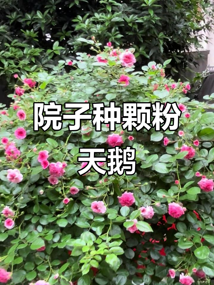 拥有院子的花友必试粉天鹅,开花惊艳不失望