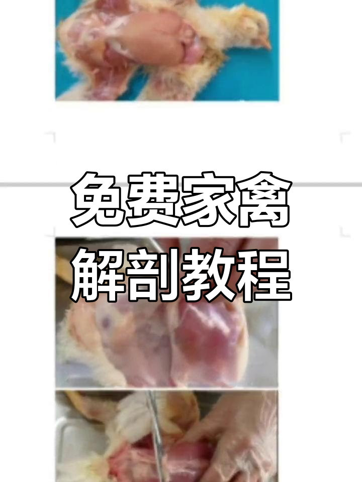 家禽解剖教程,轻松掌握鸡的各个器官