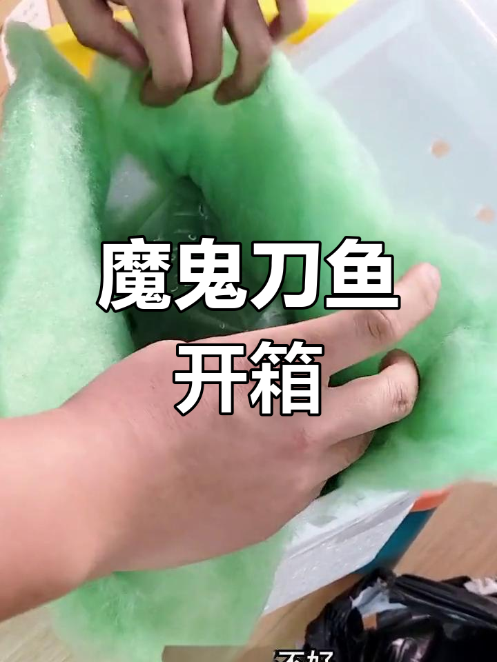 魔鬼刀鱼开箱,状态良好但需隔离饲养