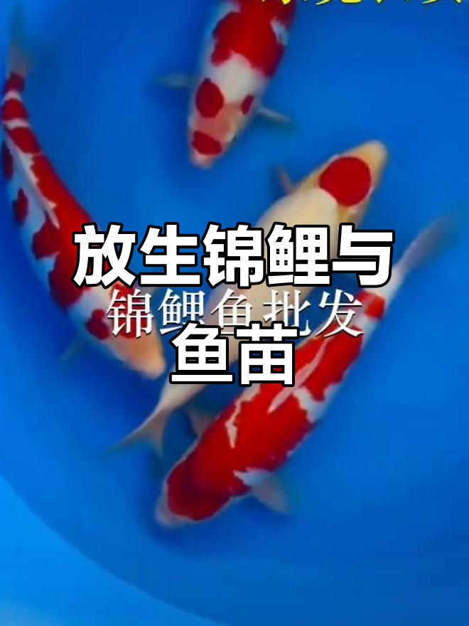 广州深圳鱼苗场放生锦鲤,万顷沙海山鱼苗基地揭秘