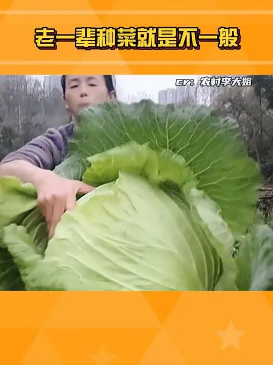 一片菜叶子就能吃一顿了!