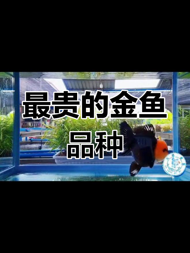 朱顶紫罗袍:金鱼中的“天价之选”